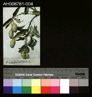 藏品(日治臺灣果物芒果明信片)的圖片